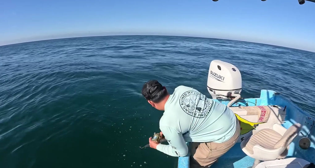 Roosterfish Released